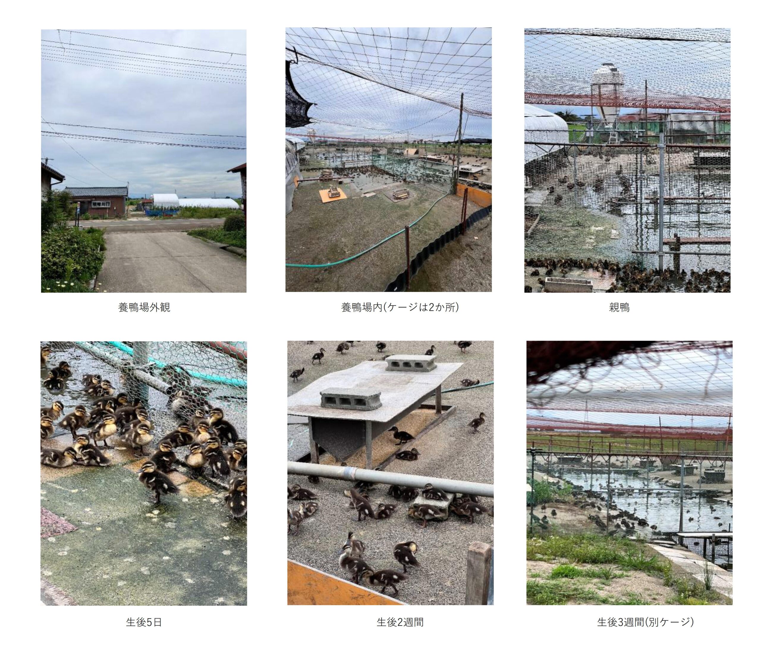 翡翠の産地　新潟生まれ新潟育ち